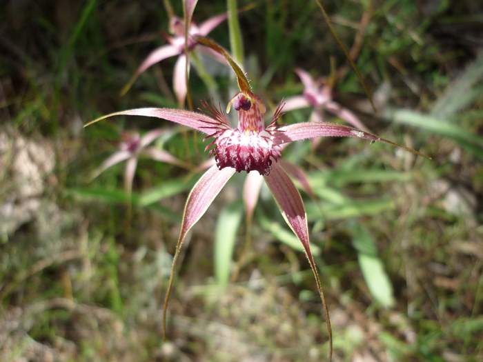 Caladenia - Spider orchid wireless_hill_058.JPG